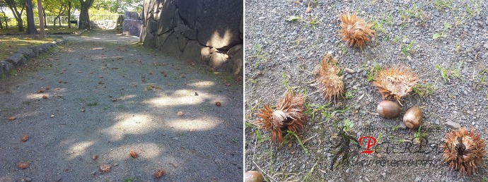 모리오카성 유적공원 盛岡城跡公園　岩手公園